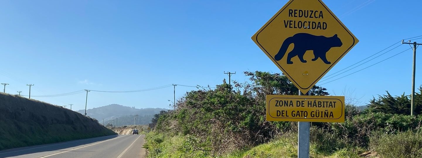 Instalan señalética “Lento por la Fauna” para proteger vida silvestre en ruta de Pichilemu