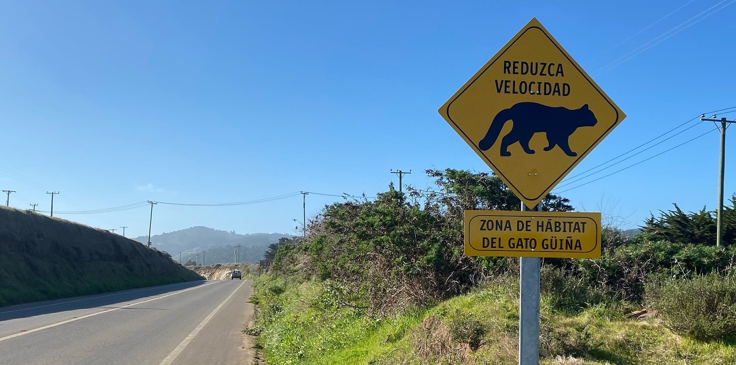 Instalan señalética “Lento por la Fauna” para proteger vida silvestre en ruta de Pichilemu